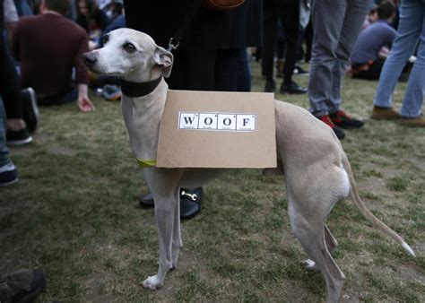The Funniest Dogs On The Internet March For Science Best Protest