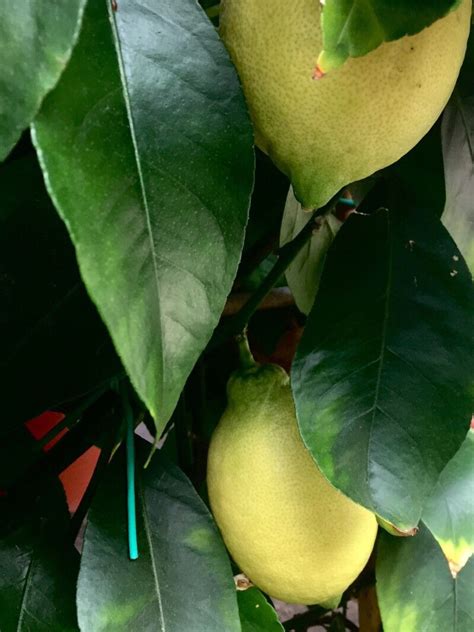 Citrus Limon L Osbeck Lemon World Flora Plntnet Identify