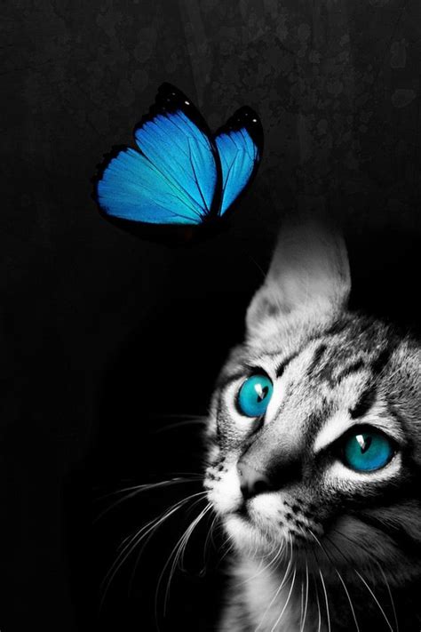 Cat And Butterfly Cat Love Pinterest