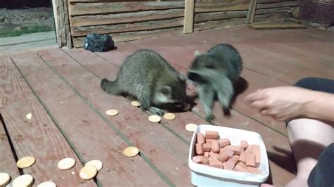 Very Cute Baby Raccoons And Moms 😍 Youtube