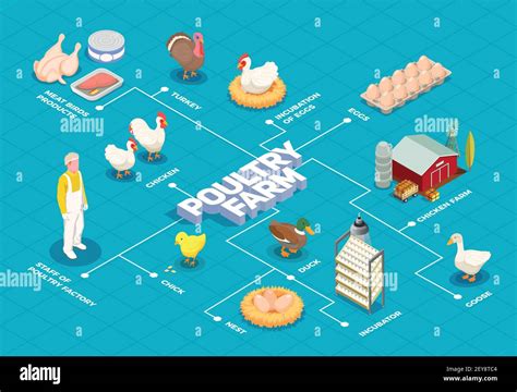 poultry farm flowchart with chicken farm turkey goose birds eggs meat products isometric