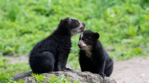 A Pair Of Rare Andean Bear Cubs Make Their Grand Debut At Queens Zoo