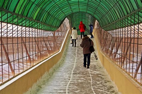 The Viewing Deck Harbin Tour Last Part Inside The Siberia Tiger Park