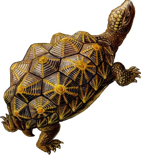 Prehistoric Turtle Openclipart