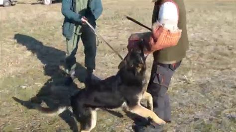 23 Police Protection Shepherd Dog Bite German Shepherd L2sanpiero