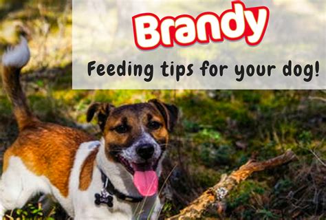 Feeding Tips For Your Dog Mackle Petfoods