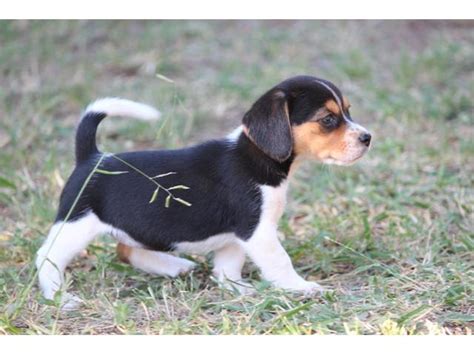 Thank you door to paw!! Beagle X Jack Russell - Jackabee puppies for sale Pretoria ...