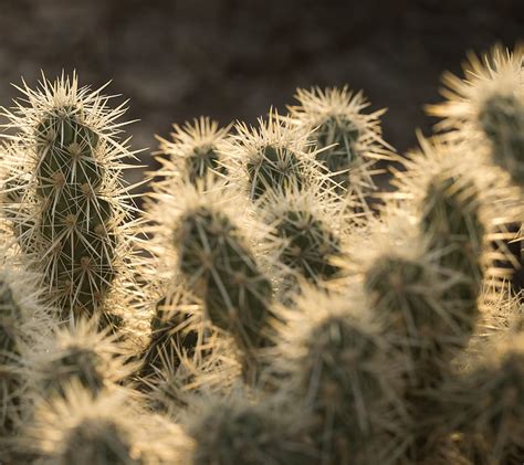 Cacti 5 Cactus Desert Joshua Nature Ouch Plant Tree Hd
