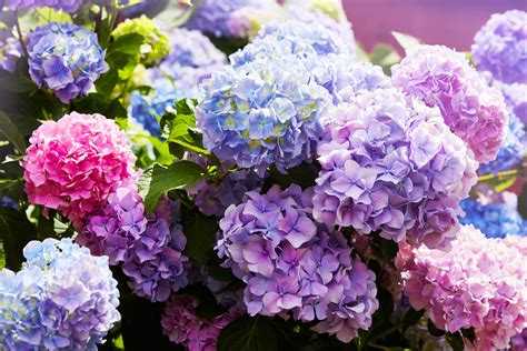 Hortensia En Pot 9 Conseils Pour Bien Cultiver Ce Sublime Arbuste à