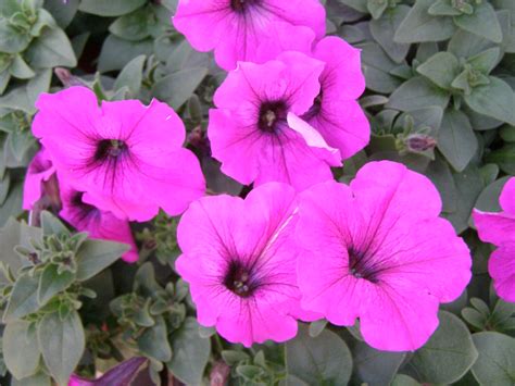 Easy Wave Petunia For Sale At Patuxent Nursery