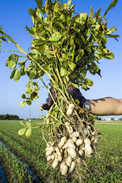 Farmer Harvesting Peanut On Agriculture Plantation Stock Image Image