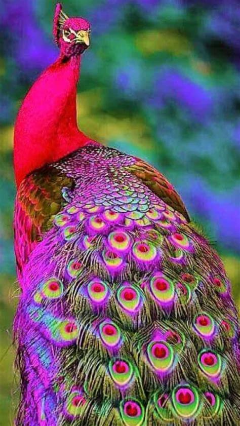 Pin By Suzanne Annest On Feathers And Beautiful Birds Colorful