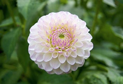 Check spelling or type a new query. Inilah 9 Koleksi Gambar Bunga Dahlia Cantik | Bunga dahlia, Dahlia, Bunga