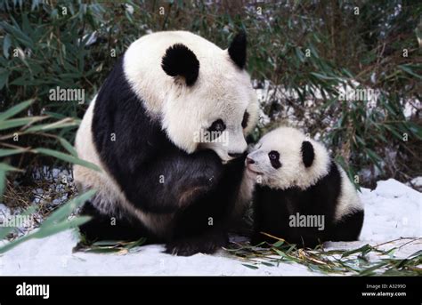 Top 999 Baby Panda Images Amazing Collection Baby Panda Images Full 4k