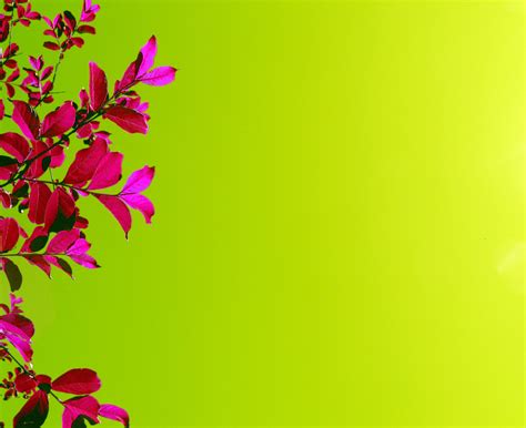 40 Pink And Lime Green Wallpaper