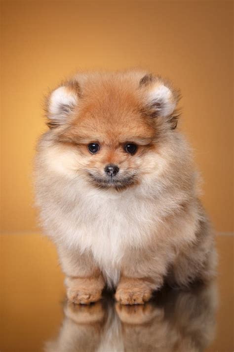 Pomeranian Puppy On A Colored Background Stock Image Image Of