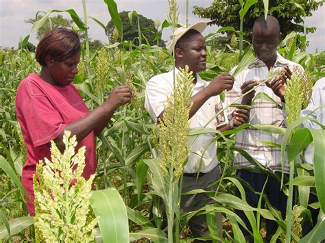 Uganda work to increase profitability of fertilizer use for small-scale ...