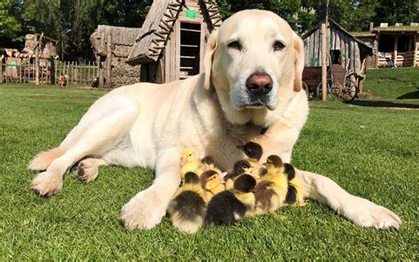This Labrador Adopted These 9 Ducklings And Now They All Live Happily