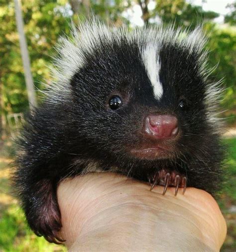 17 Baby Skunks That Will Make You Feel Better About Life Pleated Jeans