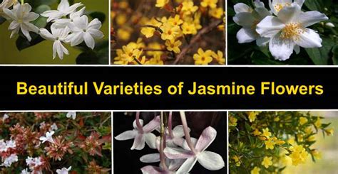 Types Of Jasmine Flowers Amazing Varieties Of Jasmine Plants