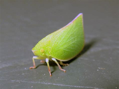 vespine v1.0: Leaf bug