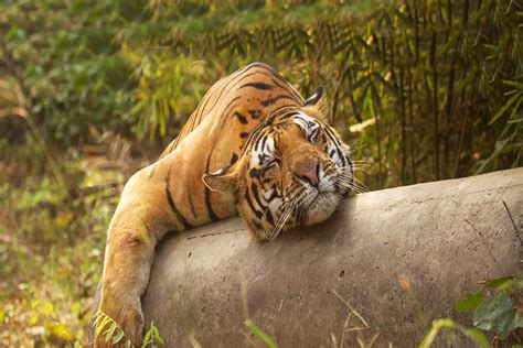 North East India Wildlife Tour Packages Shikhar Travels