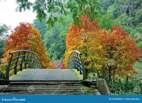 Bridge In Autumn Forest Stock Image Image Of Park Beauty 61535855