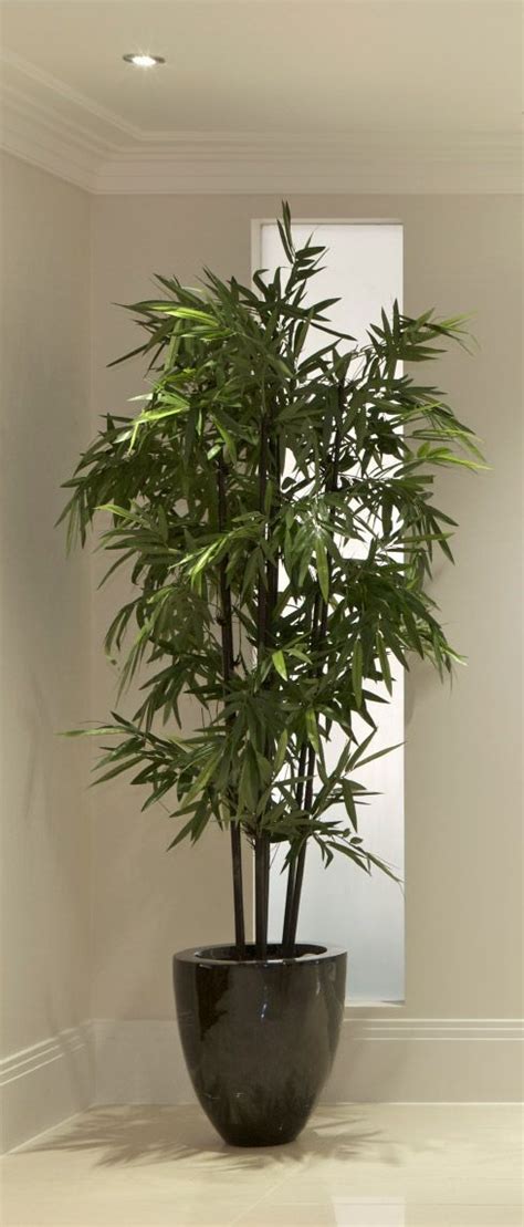 About Bamboo Plants Varieties That Arent Invasive Indoor Bamboo