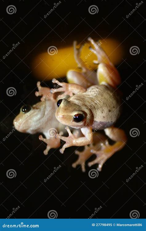 Pink Frog Stock Image Image Of Tropic Zoology Animal 27798495