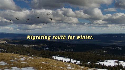 Migrating South For Winter Youtube