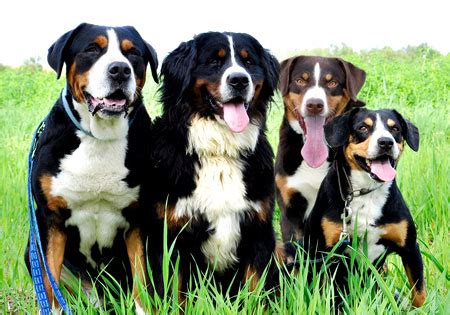 Hallo wir wünschen uns einen treuen begleiter(rüde), der ein teil unserer familie werden soll. Hunderassen | Grosser Schweizer Sennenhund, Großer ...
