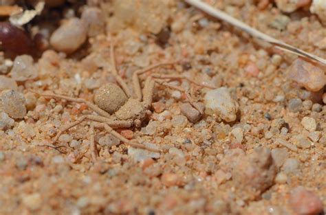 Six Eyed Sand Spider Facts And Photos The Spider Blog