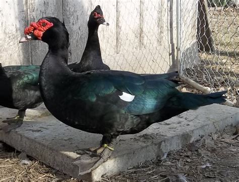 Muscovy Duck Facts Habitat Diet Behavior As Pets Photos