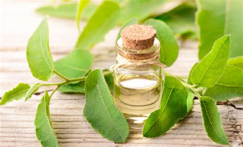 usos y propiedades eficaces del eucalipto como planta medicinal the