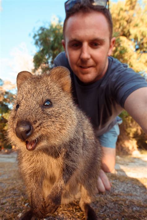 Quokka 15 Facts About The Happiest Creature On Earth Animals Recuse