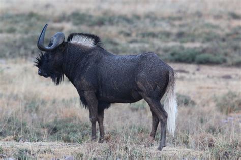 Black Wildebeest Swart Wildebeest Mammals Of South Africa