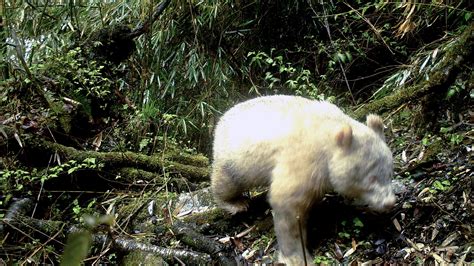 Rare Albino Giant Panda Photographed In Wolong National Nature Reserve