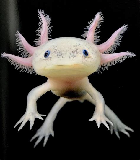 Axolotl Garip Hayvanlar Nadide Hayvanlar Hayvan Bebekler