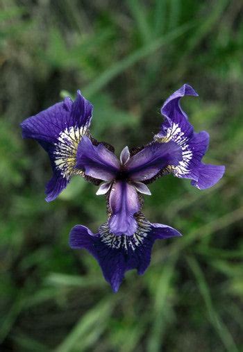 Wild Iris Flower Essence Iris Setosa Alaskan Essences Online Store
