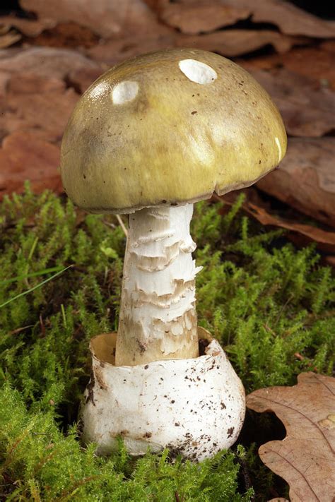 Porcini Mushrooms A Popular Edible Mushroom Wsmbmp