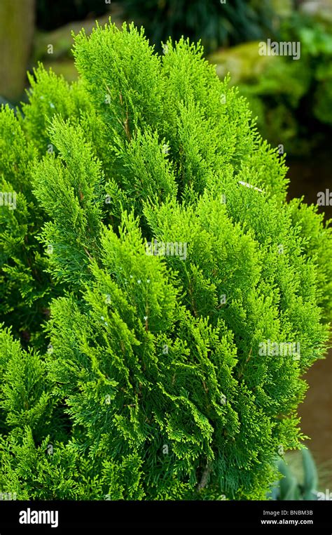 Oriental Thuja Platycladus Orientalis Aureus Cupressaceae Stock Photo