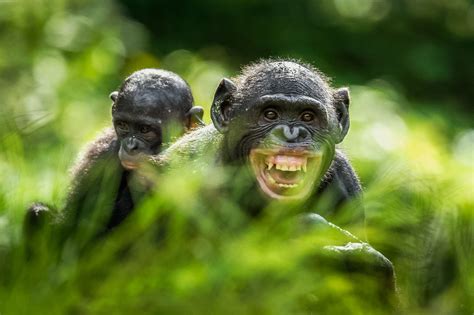 Bonobos Lie About Sex To Keep The Peace Science Aaas