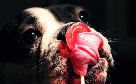 Free Images Sweet Puppy Cute Mouth Close Up Nose Whiskers
