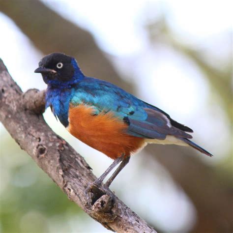 10 Beautiful Birds To See In Kenya