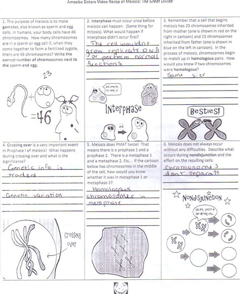 Amoeba sisters monohybrid worksheet answers. Amoeba Sisters Natural Selection Worksheet Answer Key ...