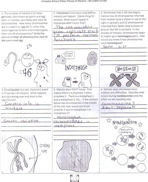 Some of the worksheets displayed are amoeba sisters amoeba sisters genetic drift answer keys, amoeba sisters meiosis answer key, amoeba sisters meiosis work answers, amoeba sisters meiosis. Amoeba Sisters Video Recap Of Meiosis The Great Divide ...