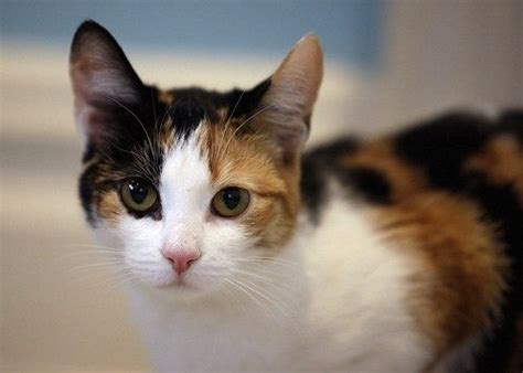 5 Facts About Calico Cats Anything Kitty Tabby Cat Cute Cats And