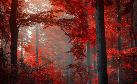 Wallpaper Sunlight Landscape Forest Fall Nature Red Branch