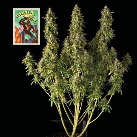 Gorilla Candy Auto Feminised Seeds Buy From Seedsman Seedsman Since