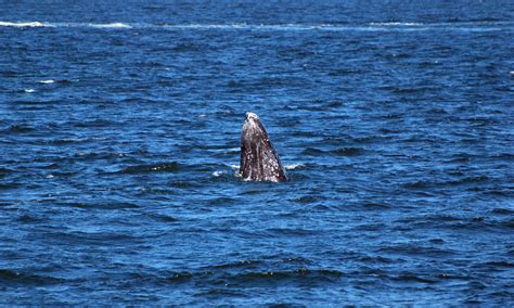 Whale Watching | Seattle Photo Op - Moarly Creative